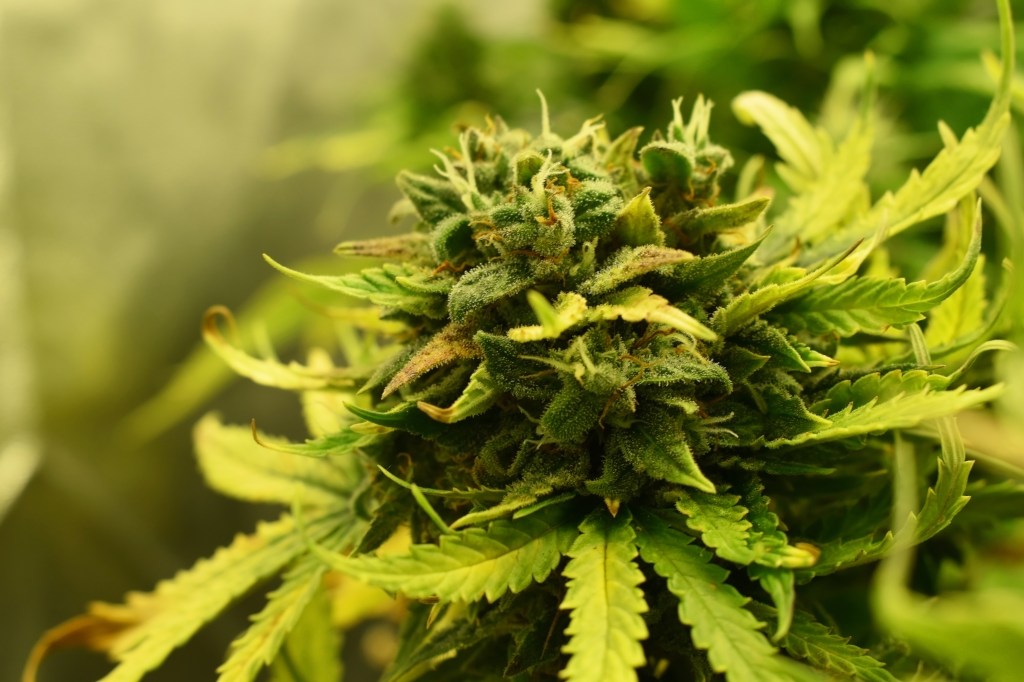 Cannabis und Cannabiskonsum – Ein Abenteuer mit einigen&nbsp;Fettnäpfchen